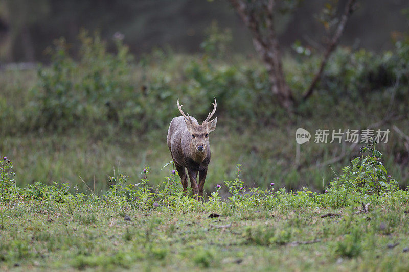 动物:成年雄性棕角鹿，又称坡鹿，或thamin (Rucervus eldii或Panolia eldii)。